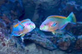 parrotfish images browse 8 659 stock