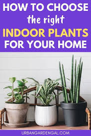 Choosing The Right Indoor Plants For