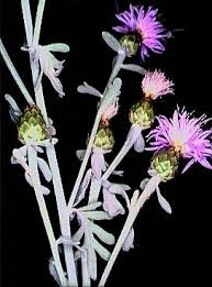 Centaurea busambarensis - Wikipedia