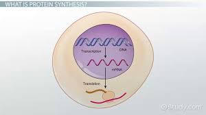 rna types roles in protein synthesis