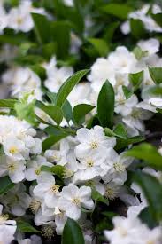 white jasmine flowers 1080p 2k 4k 5k