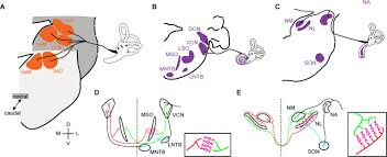 These structures were largely involved into the alzheimer disease. Conserved And Divergent Development Of Brainstem Vestibular And Auditory Nuclei Elife
