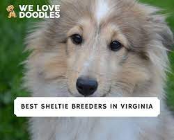 8 best sheltie breeders in virginia