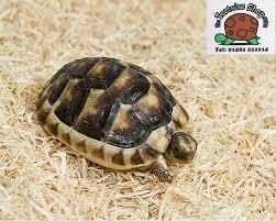 Aspen Bedding 4 Pack Tortoise