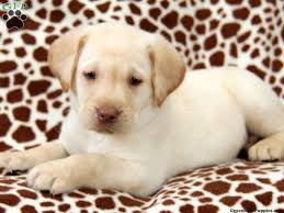 Best of breed yellow and black lab puppies. Cece English Yellow Lab Puppy For Sale From Bird In Hand Pa Yellow Lab Puppy Puppies Lab Puppy