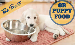 The Best Puppy Food For Golden Retrievers 2019