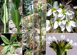 Arabis hirsuta (L.) Scop. - Sistema informativo sulla flora vascolare ...