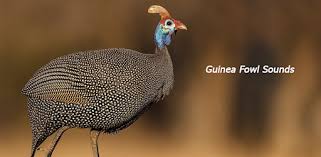 How does guinea fowl sound? Appp Io Guinea Fowl Sounds Apps On Google Play
