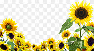 yellow sunflowers ilration desktop
