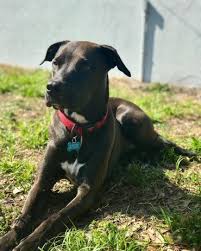 The Pitbull Lab Mix All You Need To Know K9 Web
