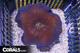 blue haddoni rare carpet anemone indo