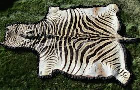 trophy size zebra skin rug hide