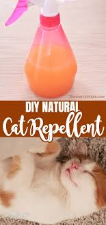 outdoor cat repellent diy