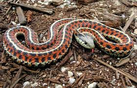 Garter snakes make great pets, from beginners to even the most advanced hobbyist. What Are Garter Snakes Like As Pets Reptilekingdoms