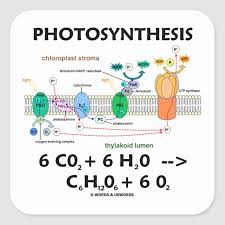 Photosynthesis Chemical Formula