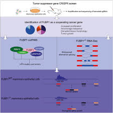 Identification Of Fubp1 As A Long Tail Cancer Driver And