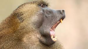 What is a Guinea Baboon?