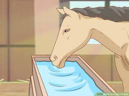 3 Ways To Feed A Horse Wikihow