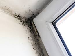 foreigners in czechia beware of mold