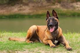 We breed and train belgian malinois that are great workers and can be home companions. Belgian Malinois What To Know About This Dog Breed