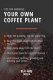 can-i-grow-my-own-coffee