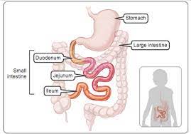 small intestine parts process