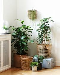 Las plantas siempre aportan algo más a tu hogar. 20 Rincones Con Plantas Dentro De Casa Plantas De Interior