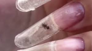 nail salon puts live ants in