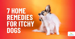 6 natural remes for your itchy dog