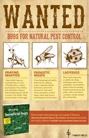 Japanese beetles (popillia japonica) are small insects that carry a big threat. Pin By Timber Press On Permaculture And Homesteading Natural Pest Control Japanese Beetles Beneficial Bugs