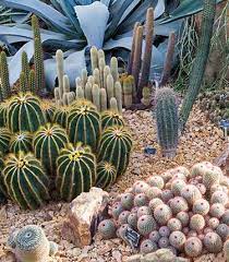 Hardy Cacti Succulents Rhs Gardening