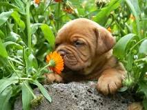 ¿Qué pasa si un perro come hierba con herbicida?