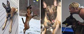 why-are-belgian-malinois-not-good-pets