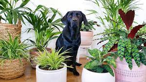 House Plants Safe To Have Around Pets