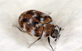 carpet beetles pest management in