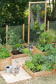 growing a vegetable garden