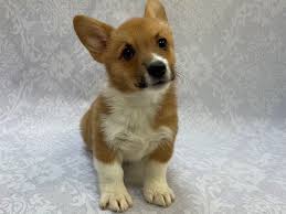 These pembroke welsh corgi puppies are friendly & energetic. Pembroke Welsh Corgi Puppies Petland Bradenton