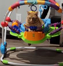 cat climbs into baby bouncer to relax