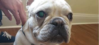 french bulldog eye problems what to know