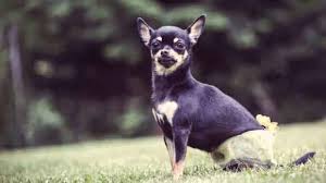 what are some teacup breeds of dogs