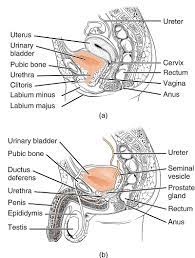 Urethra - Wikipedia