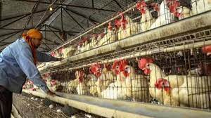  मुर्गी पालन में मुर्गे का स्वास्थ्य कैसे ठीक रखें,How to do Poultry Farming 