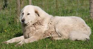 great pyrenees what s good about em