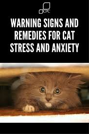 When it's time to introduce a dog and cat, you need to pay attention to both of their body languages. Cat Stress And Anxiety Warning Signs You Should Look Out For