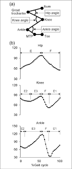 Joint Angles And Gait Cycle Phases A Definitions Of The