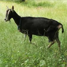 Goat Breeds Totapari Goat Wholesale Trader From Sangamner