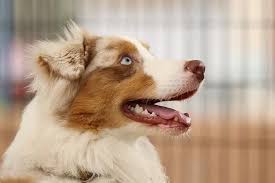 Check spelling or type a new query. How Much Do Australian Shepherds Cost 4 Reasons Why