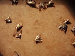 rug moth damage treatment babash rug