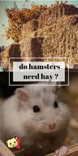 do hamsters eat or need hay extra