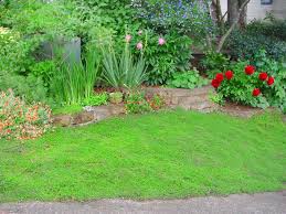 I'm in zone 6, and mine turn brown in the winter and freshen up in spring. Replace Your Lawn With These Groundcovers Hgtv